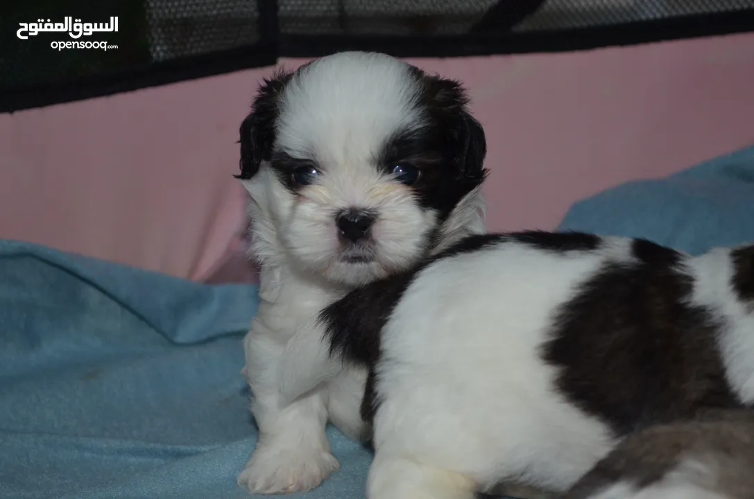 1 month old Shihtzu