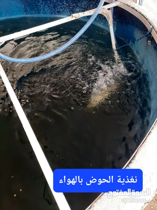 حوض لتربية جميع انواع السمك