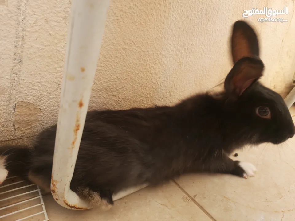 ارانب  lion head ذكور نوعهم راس الاسد Rabbits