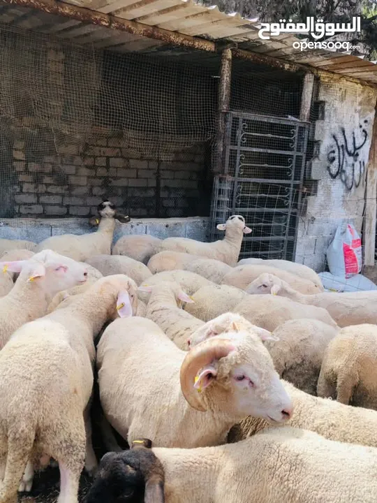 بيع جميع الانواع الاغنام