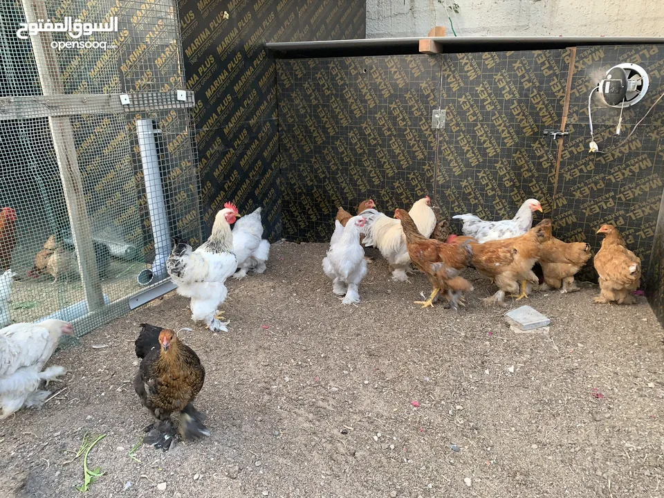 دجاج براهما تربايه منزل  