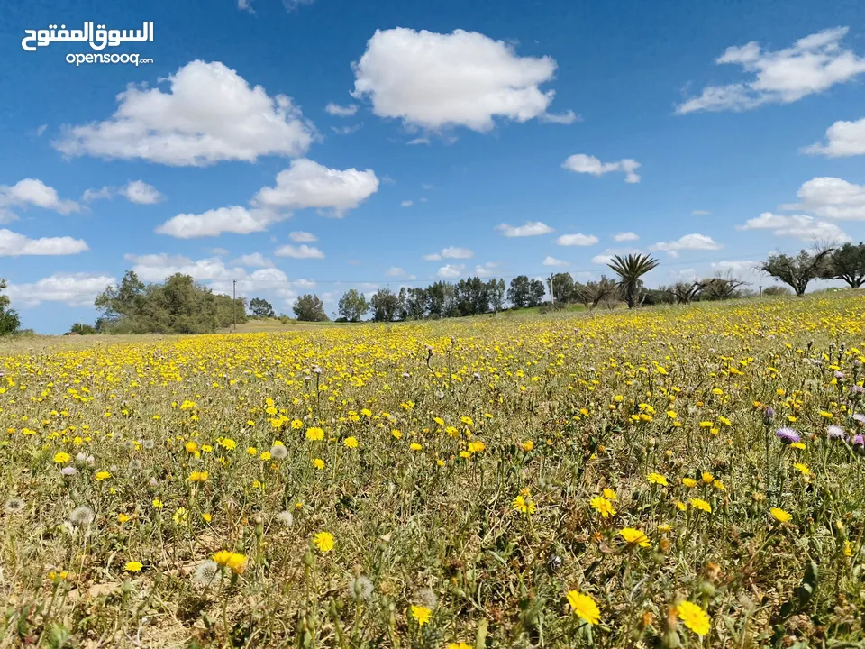 السلام عليكم مزرعة للبيع في صبراتة منطقة عقار