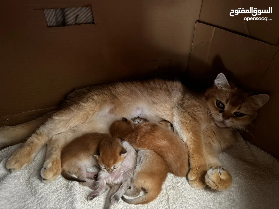 Golden chinchilla and kittens