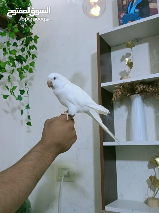 ببغاء كويكر الراهب البينو عين حمرا محجل فحل أليف وبطلع عالايد و متكلم 9 كلمات