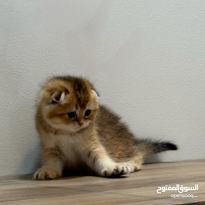 كتنز سكوتش فولد - Kittens Scottish Fold