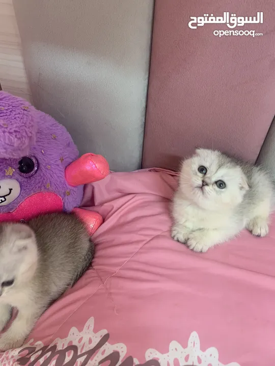 Scotch fold kittens