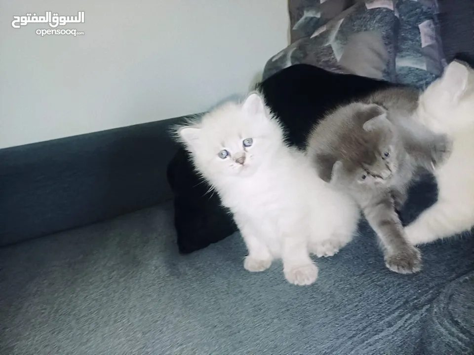 متوفر كيتنز مميزة