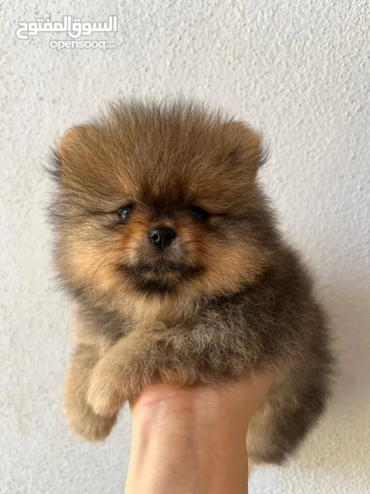 Pomeranian, 3 months كلب بوميرانيان ذكر عالي الجودة، عمره ثلاثة أشهر.