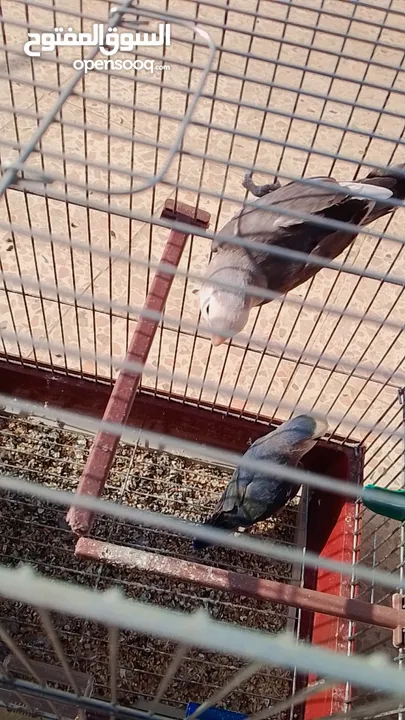 جوز طائر الروز