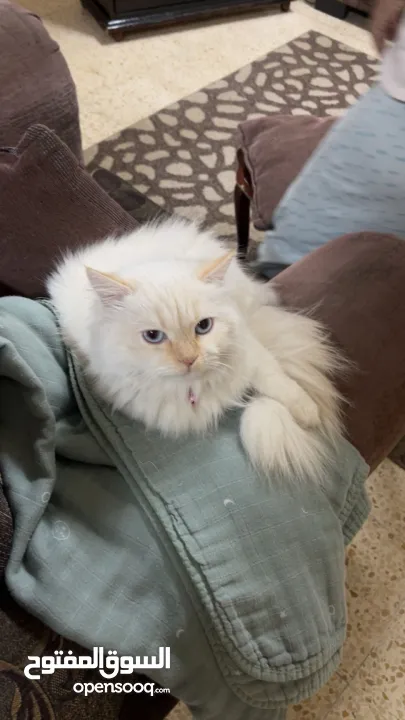 شيرازي للبيع عمرها سنة وشوي سعرها 600(قابل للتفاوض المعقول) اجتماعية وبترد عصحابها ومتعودة عالحمام