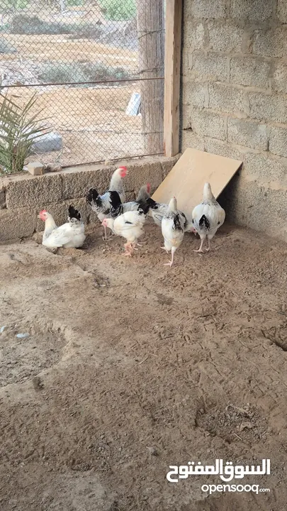 دجاج للبيع شوف الوصف.