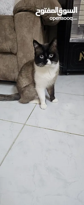 قط مكس راغدول مع سكوتش