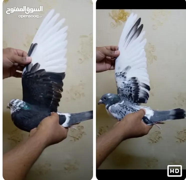 زاجل سباق أجواز منتجة وطبات جاهزة أبطال الابطالTob طيور نخبة تصليح وفوز من هواه أبطال المملكة للزاجل