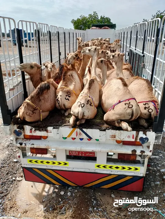 Camels barka