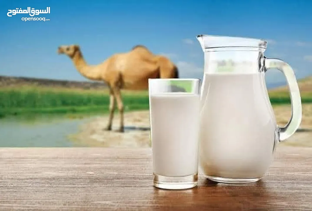 حليب نياق يومي طازج تعال احلب بايدك الحليب