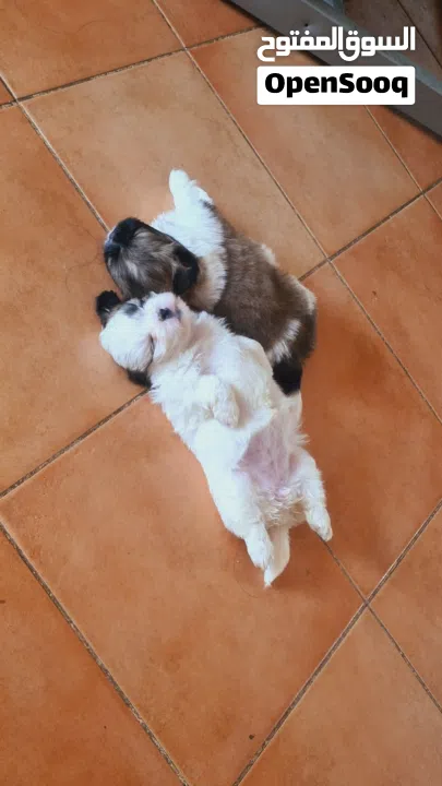 1 month old female puppies for sale