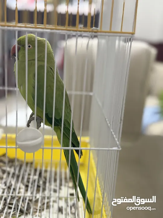 ببغاء دره هندي بدايه طوق للبيع حجم وسط