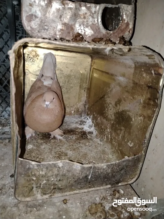 حمام للبيع انواع من ضمن هاي الانواع لوت قلاب وعراقي قلاب وعندك شرشلي وملكويات بولنديات مزهورات سوكسف