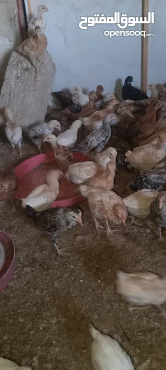 متوفر صيصان بلدي العمر 40يوم ماخذ جميع المطاعيم