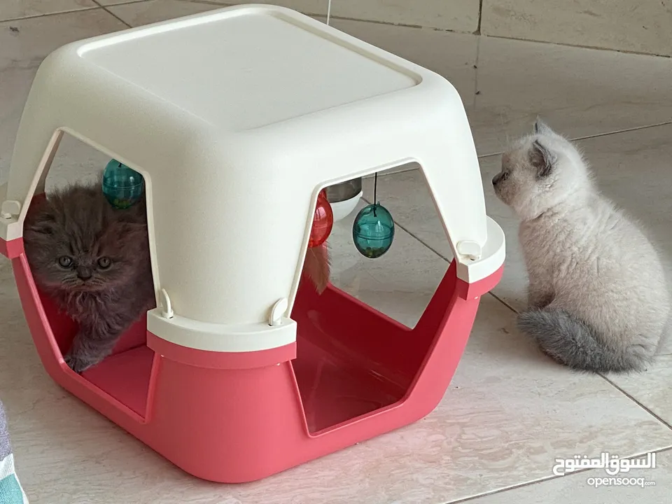 Scottish Fold Longhair 1 month old