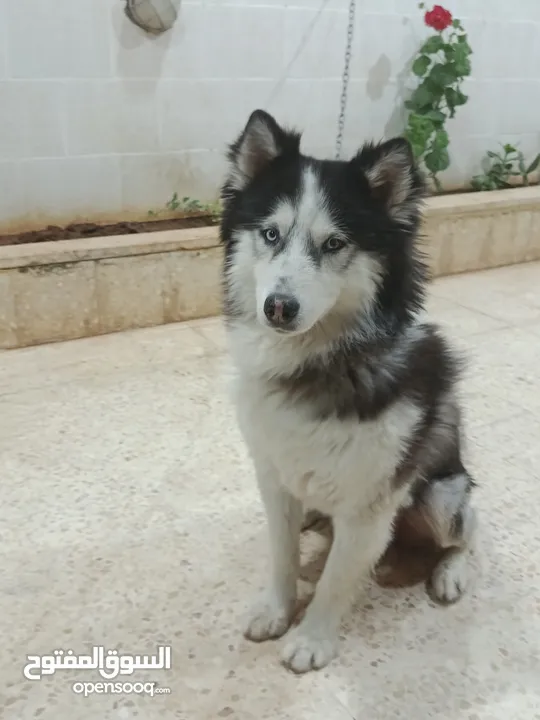 جرو هاسكي عمره شهر و اسبوع  بيور