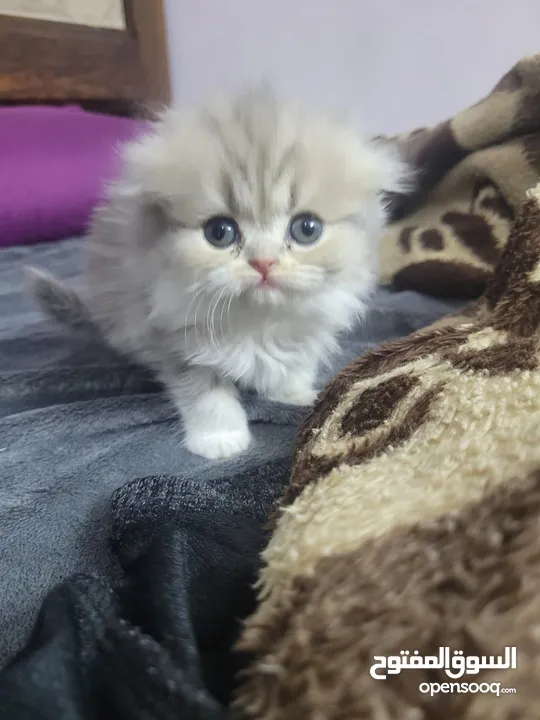 قطط باندا و فولد و سكوتش ستريت للبيع بسعر مرتب