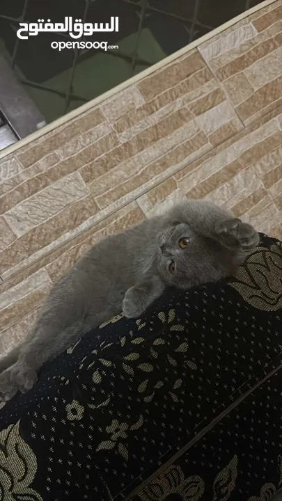 قطه سكوتش دبل فولد