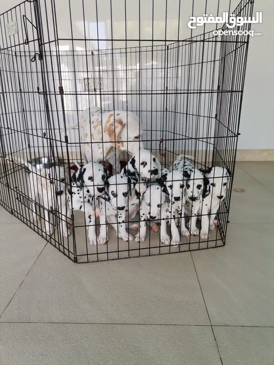 للبيع: 8 جراء دالماتيان نادرة وجميلة - For Sale: 8 Rare and Beautiful Dalmatian Puppies