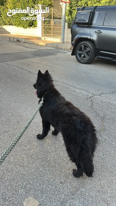 انثى رويال بلاك Female German Shepard Royal Black 10 months
