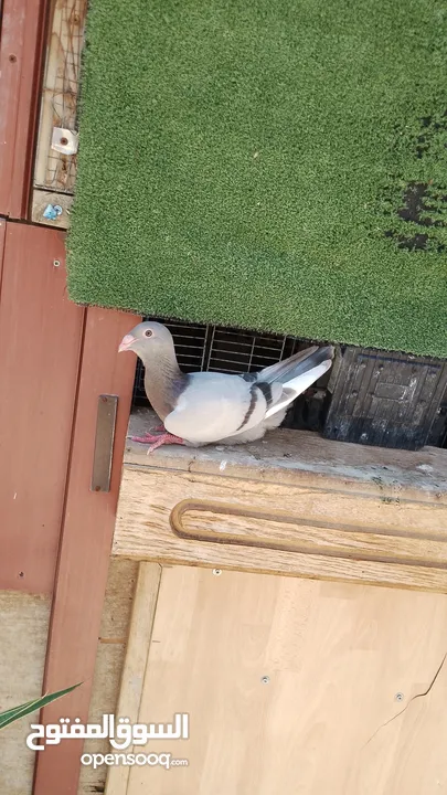 بسم الله والصلاه على رسول الله فحول طيور حمام وجواز للبيع