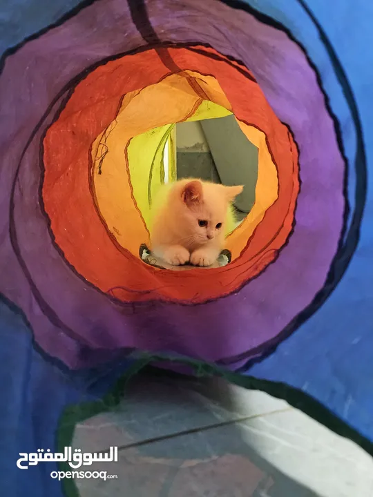 Adorable British Shorthair Kittens Looking for Their Forever Homes – Ready to Join Your Family