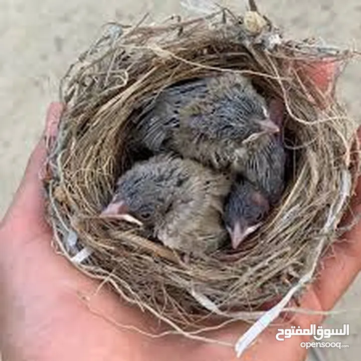 فرخ بلبل سوري