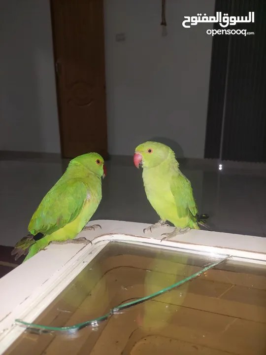 ببغاء درارة  هندي كوكو عمر سنة وريكو عمر سنة ونص اليف ولعوب ومدرب وصحتو جيدة جدا ومرح بلعب بالبيت .