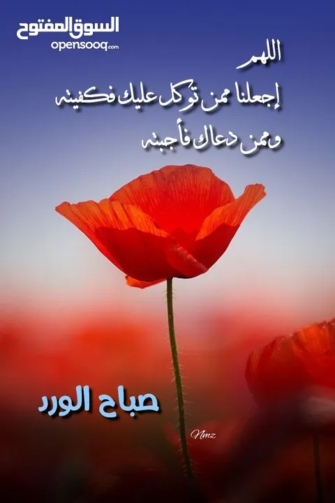 مطلوب حبه كنار مخملي