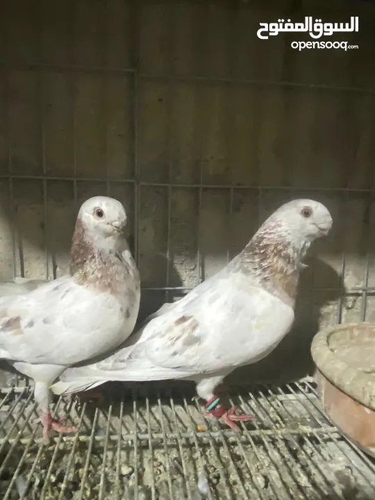 جوز ذبابنا صفر الصلاه عالنبي شغلات مكفولات للبيع