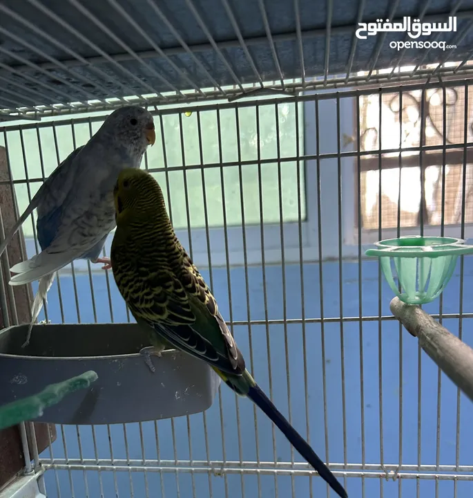 جوزين طيور حب شغالين للبيع