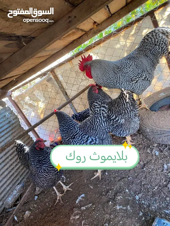 بيض وصوص من الانواع الي في الصور
