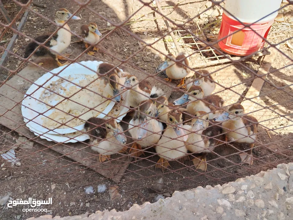 صيصان بط للبيع