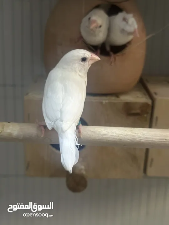 Finches canary lovebirds budiges