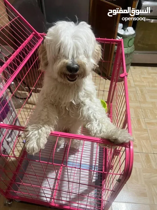 كلب مالتي بودل للبيع عمره 8 أشهر لطيف ونضيف جدا للبيع ب 100 شامل القفص