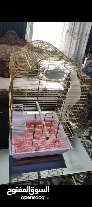 ببغاء كوكاتو جوفن اليف جدا جدا عجينه حجم سوبر جامبو ثوب كامل جناح كامل ولا ريشه ناقصه لعوب 24