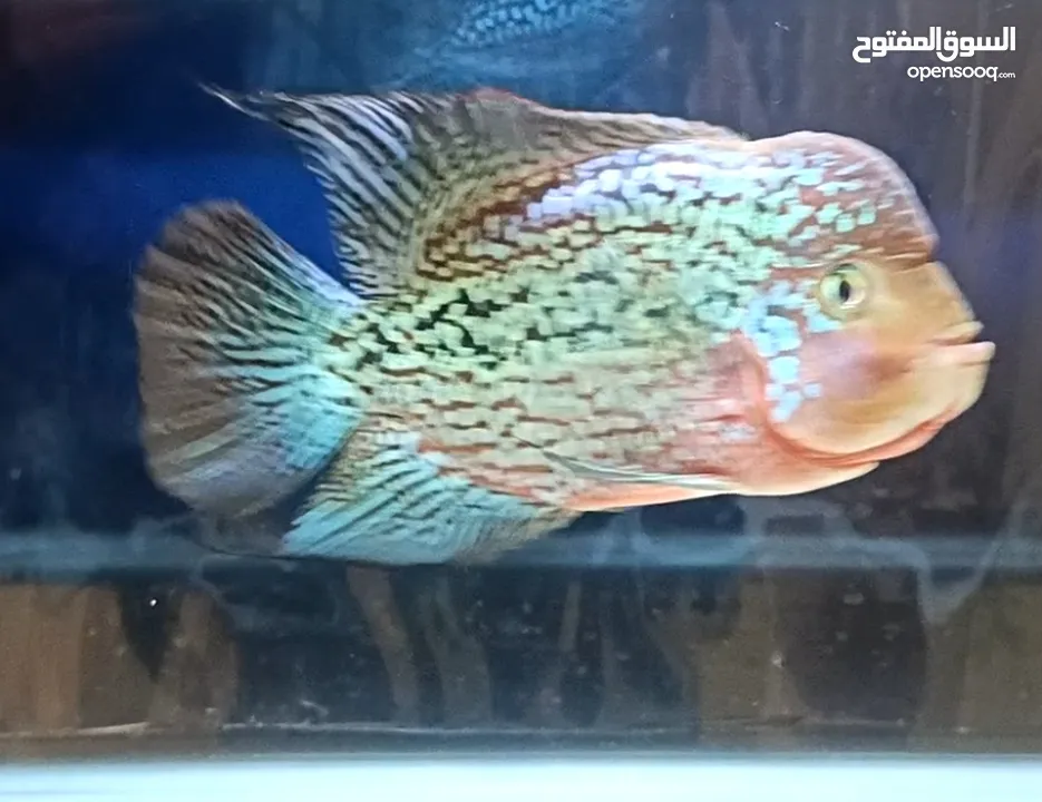 Flowerhorn