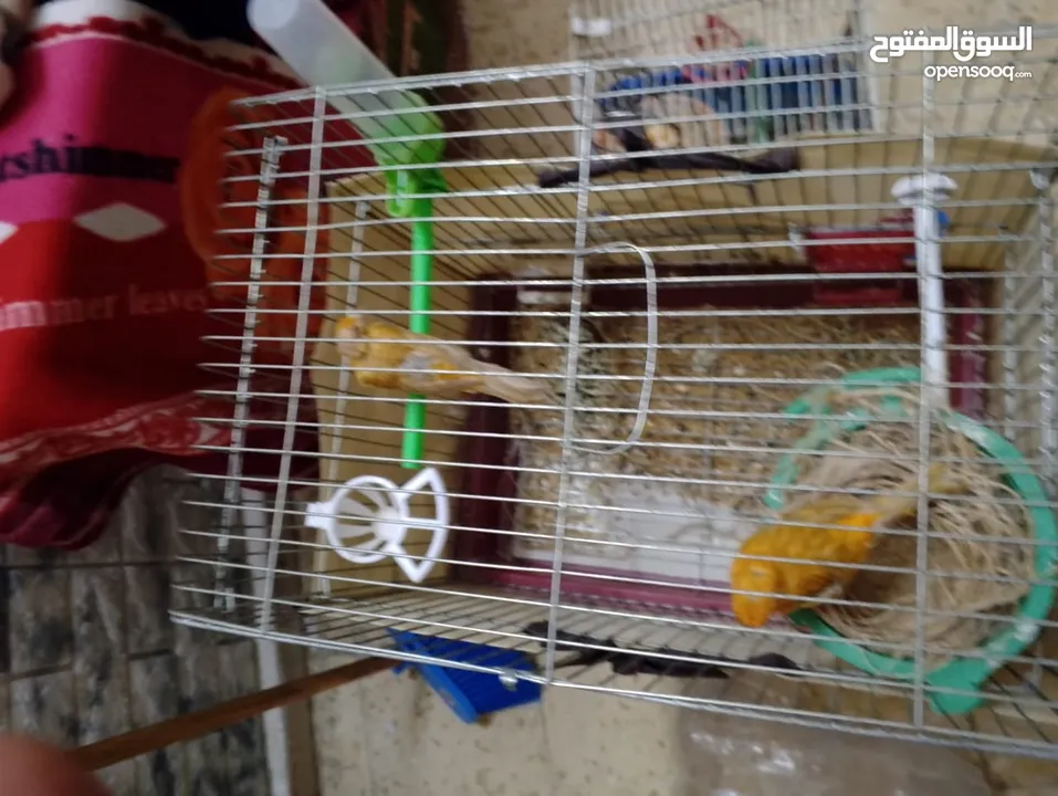 كنار للبيع شغالات تحتهم بيض وفي فراح الله يبارك لاصاحب نصيب سعر حرق تواصل