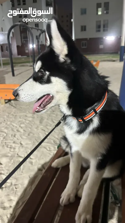 05 months female husky