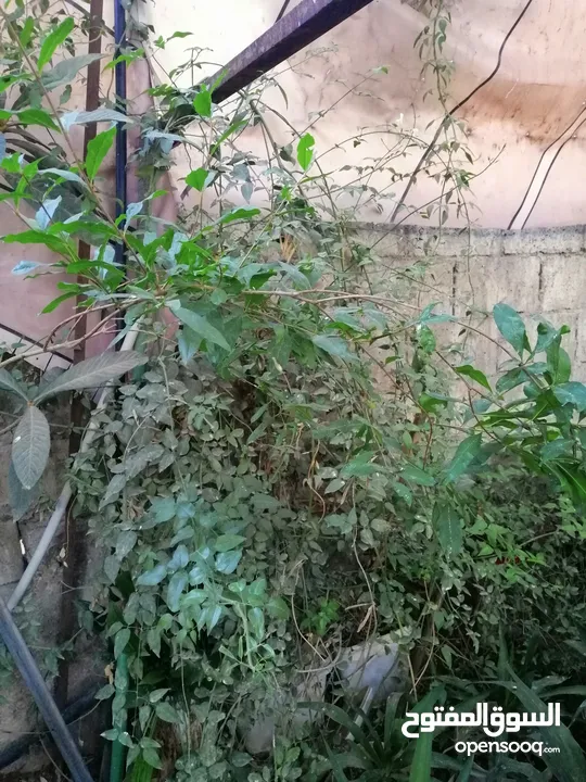 نباتات زينة