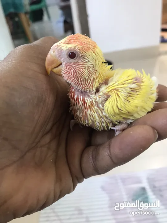 African love birds chicks available