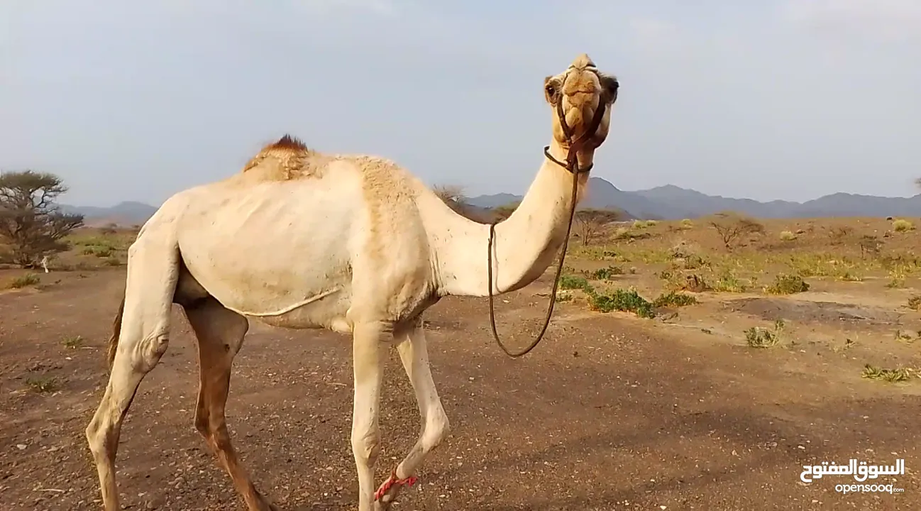 للبيع عزوف و ناقه سودانيه حايل 1050 قابل للتفاوض