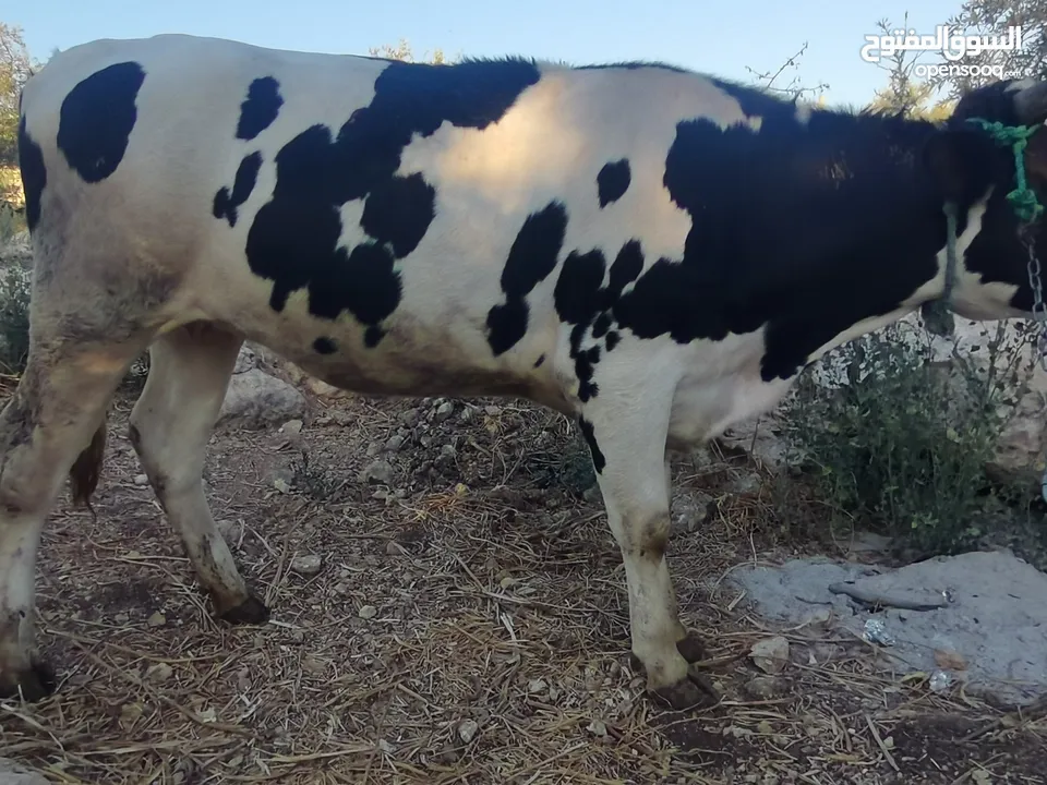 بكيره عشار 4 شهور ونص