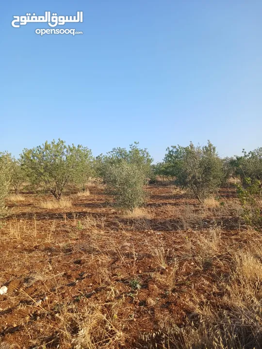 مزرعه أربعه دونم مشيكه بالكامل ارض زراعيه وبيت ريفي غرفتين وحمام ومطبخ صغير وباربكيو وساحه واسعه
