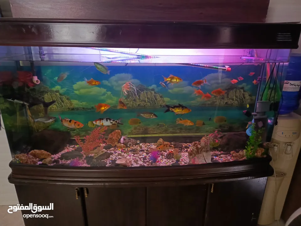 حوض سمك امريكي معدل حجم كبير